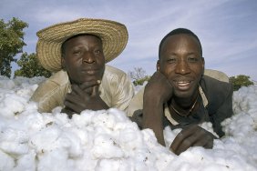 Value chain cotton