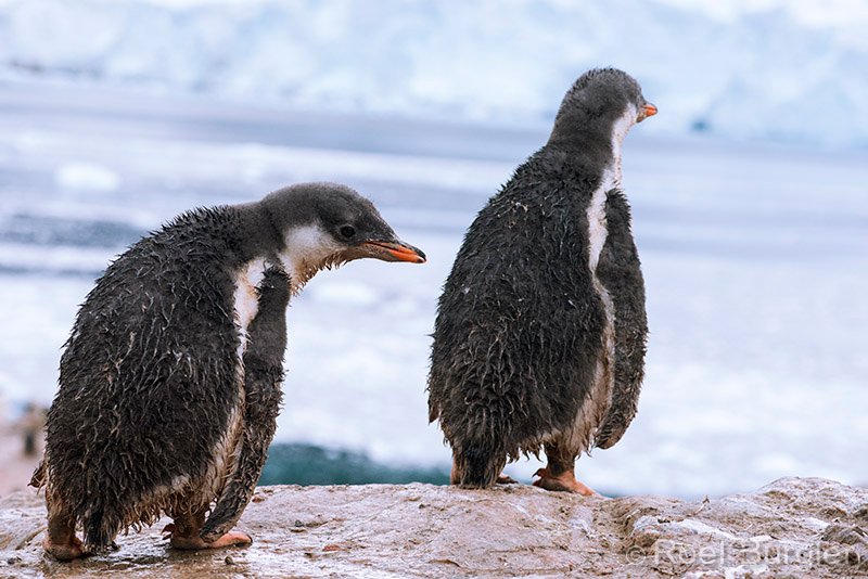 Zynga Português — Pinguins Espetaculares da Penélope