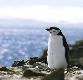 Antarctica 2 - Pinguins