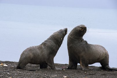 Antarctica 3 - Other animals