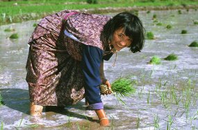 Value chain rice